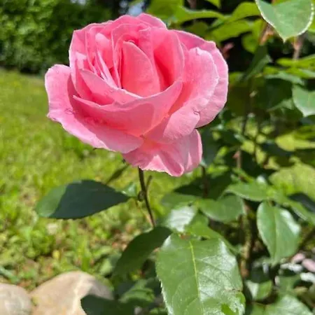 Woodrock * Szarajevó